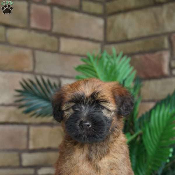 Olivia, Soft Coated Wheaten Terrier Puppy